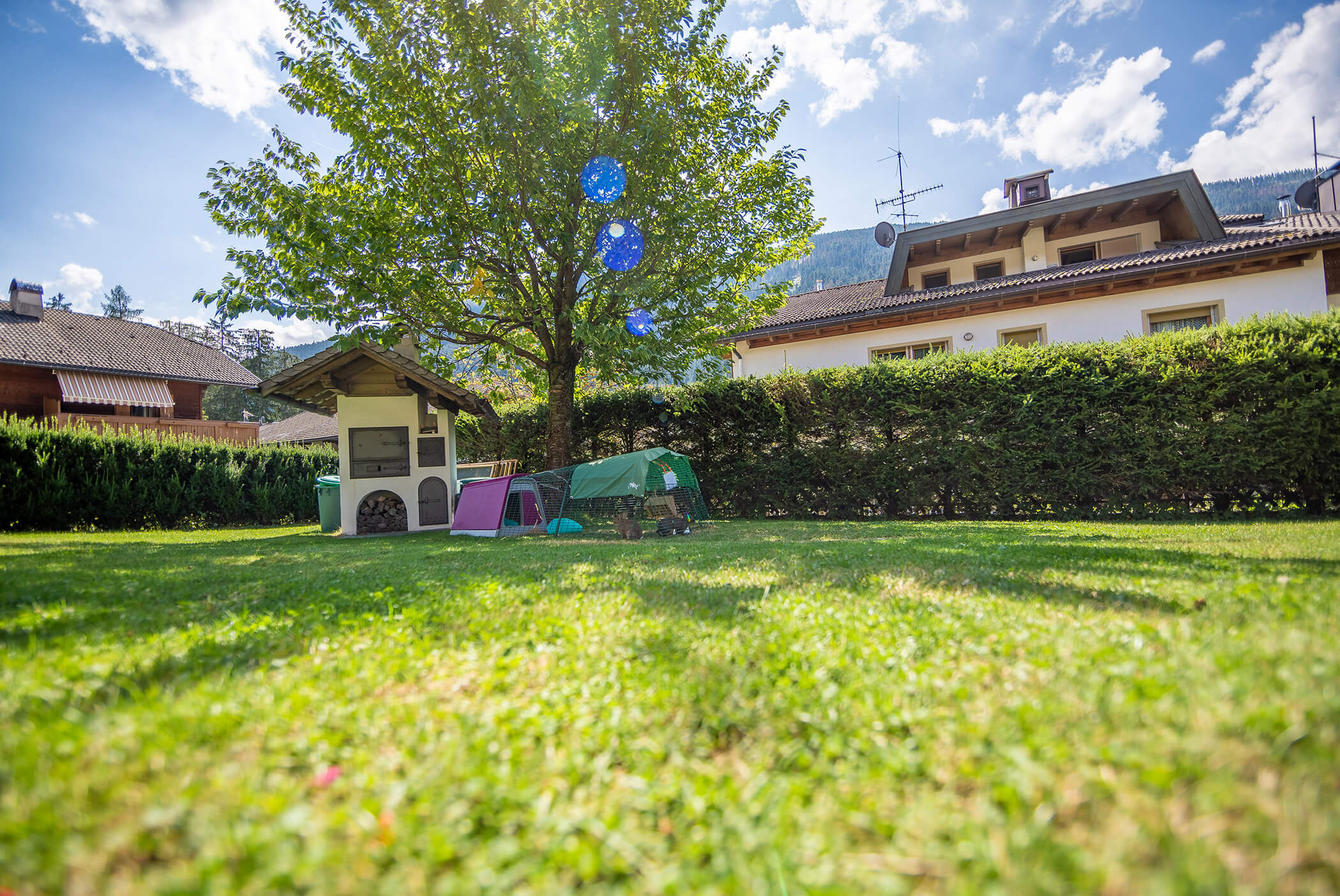 Rabbits in the garden