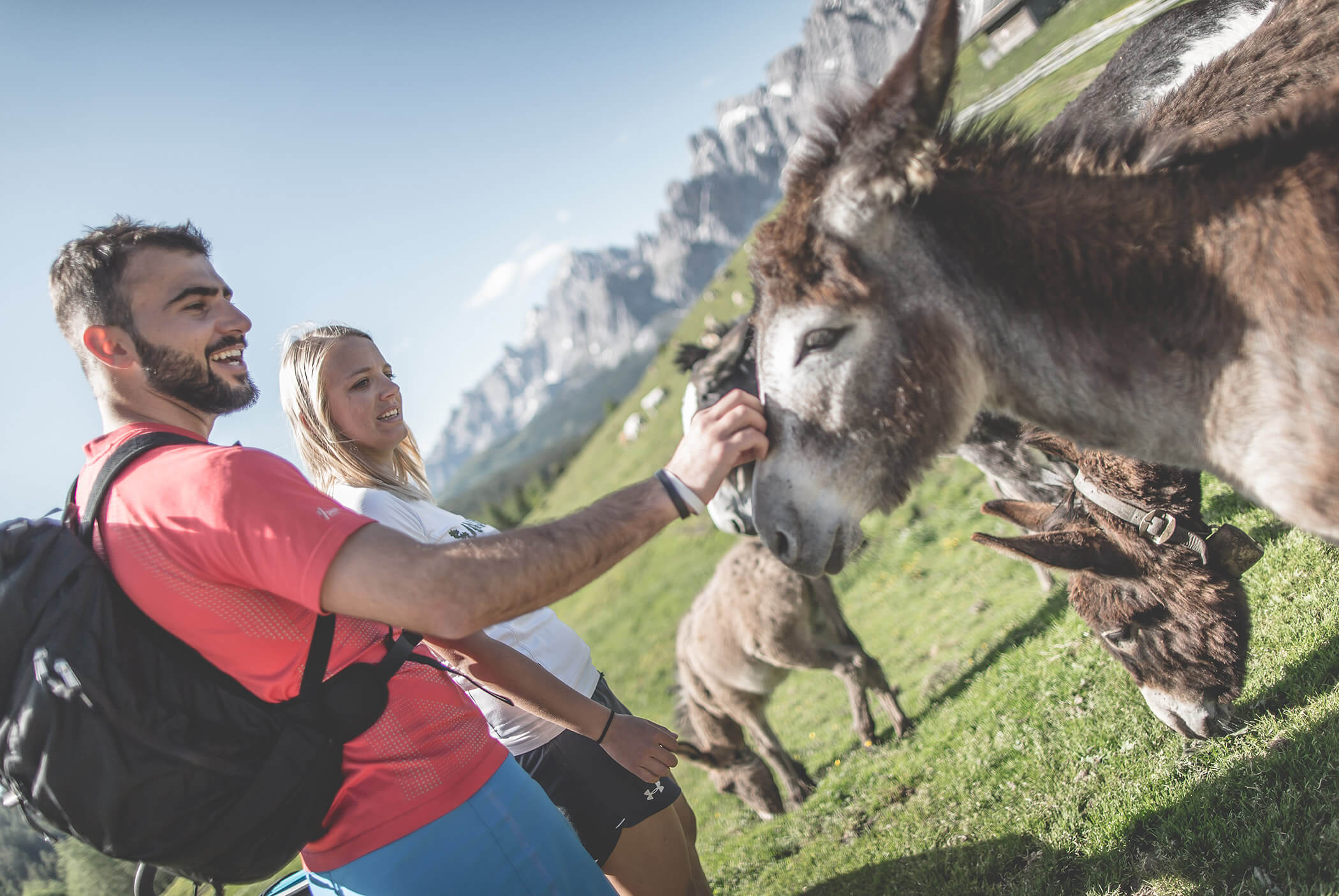Hiking - stroking donkeys